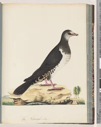 Seite 77. Unidentifizierter Vogel