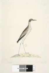 Seite 86. Ein Nachtvogel. Oedicnemus. entlang des unteren Randes in anderer Hand Dieser Vogel maß von der Spitze des Schnabels bis zur Spitze des mittleren Zehs 30 Zoll Südlicher Steinkauz Burhinus magnirostris, 1791-92
