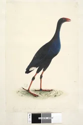 Seite 94. Porphyrio. entlang des unteren Randes in anderer Hand Reduziert auf 1/2 des Vogels, von dem die Zeichnung stammt. August Östliches Sumpfhuhn Porphyrio porphyrio Porphyrio melanotus, 1791-92