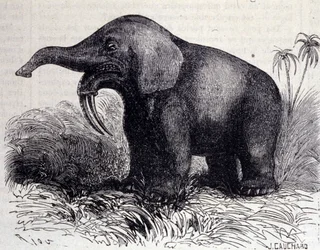 Vorgeschichte: Darstellung eines Dinotheriums, eine Art Dickhäuter.