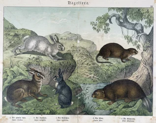 Kaninchen, Biber - in "Naturgeschichte der Säugetiere", ed. Schreiber
