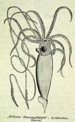 Darstellung eines Architeuthis Harveyi, Riesenkalmar