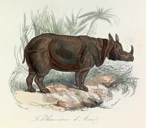 Asiatisches Nashorn klassifiziert nach Linné und Cuvier (Gravur)