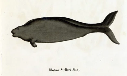 Rhytina Stelleri, auch Stellers Seekuh genannt, Exemplar im 18. Jahrhundert ausgestorben.