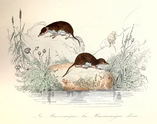 Spitzmaus und Wasserspitzmaus klassifiziert nach Linné und Cuvier (Gravur)