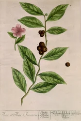 Sinensis-Teepflanze - botanische Tafel