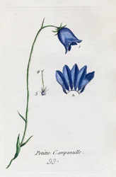 Kleine Glockenblume