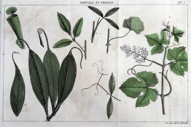 Stipeln und Ranken: in „Flora Françoise, oder eine kurze Beschreibung aller Pflanzen, die natürlich in Frankreich wachsen, nach einer neuen Analysemethode geordnet, der wir die Angabe ihrer eindeutigsten Tugenden in der Medizin und ihrer Nützlichkeit in de