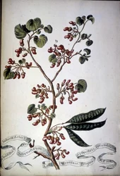 Sylvestris Rotundifolia. Herbarium des 19. Jahrhunderts.