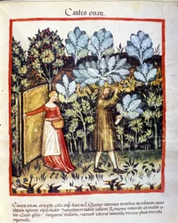 Ernte von Blumenkohl in einem Gemüsegarten. Illumination aus der Milchwirtschaft der Medizin und Diätetik „Tacuinum sanitatis“