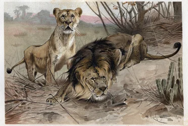 Der Löwe (Panthera leo) - Gravur aus „Brehms Tierleben“ von Alfred Edmund Brehm (1829-1884)