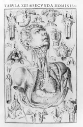 Das Organ der menschlichen Stimme nach Giovanni Casseri „De vocis auditusque organi historia anatomica“, Ferrara 1601