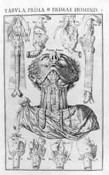 Das Organ der menschlichen Stimme nach Giovanni Casseri „De vocis auditusque organi historia anatomica“, Ferrara 1601