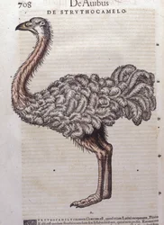 Der Strauß - aus Historiae animalium von Konrad Gesner, Tiguri