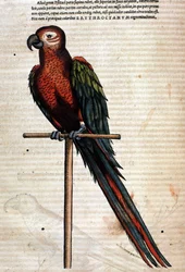 Der Papagei nach der Historia Animalium von Conrad Gesner, Tiguri 1560. Biblioteca Nazionale Braidense, Mailand