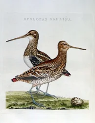 Schnepfen und Ei (Scolopax gallina) - Gravur