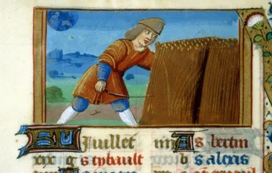 Zodiac Löwe und Ernte - Miniatur des Mittelalters (ref. 137, 049r): Genehmigung der Stadtbibliothek Toulouse erforderlich (tel: 05 62 27 66 66)