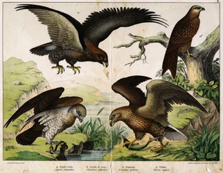 a: Steinadler (Aquila chrysaëtos), b: Seeadler (Haliaëtus albicilla), c: Schlangenadler (Circaëtus gallicus), d: Rotmilan (Milvus regalis) - in „Naturgeschichte der Vögel“, Verlag Hoepli, Mailand.