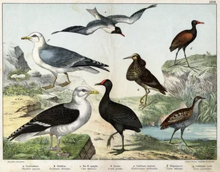 a: Kampfläufer (Machetes pugnax), b: Teichhuhn (Gallinula chloropus), c: Wachtelkönig (Crex pratensis), d: Jacana (Parra Jacana), e: Lachmöwe (Hydrocolaeus ridibundus), f: Mantelmöwe (Larus marinus), g: Silbermöwe (Larus argentus) - In „Naturgeschichte“