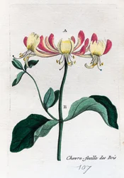 Wilde Geißblatt