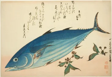 Bonito und Steinbrech, aus einer unbetitelten Serie von Fischen