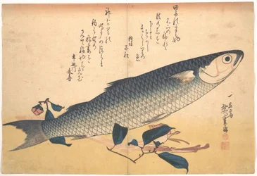 Bora-Fisch mit Kamelie, aus der Serie Uozukushi (Jede Art von Fisch)