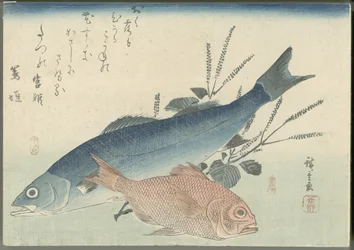 Japanischer Wolfsbarsch, Goldaugen-Meerbrasse und Shiso-Pflanze