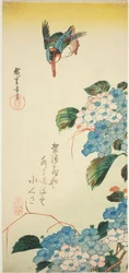 Eisvogel und Hortensie