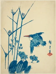 Eisvogel und Monochoria