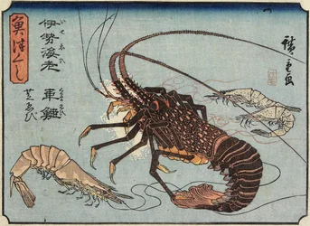 Hummer, Garnele und Shrimps, 1830-1844