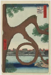 Mondkiefer, Ueno-Tempelbezirk, August 1857