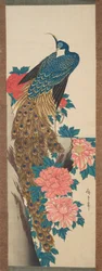 Pfau und Pfingstrosenblüten