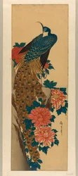 Pfau und Pfingstrosen