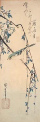 Rotflanken-Blauschwanz auf einem Kirschzweig