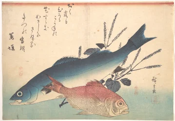 Suzuki- und Kinmedai-Fische aus der Serie Uozukushi (Jede Art von Fisch)