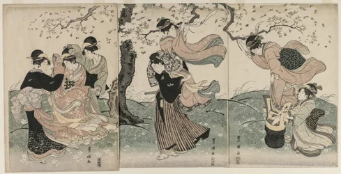 Kirschblüten im Wind