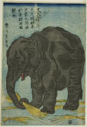 Bild eines großen Elefanten aus Indien (Tenjiku hakurai dai zo no shashin), eine Attraktion in Ryogoku in der östlichen Hauptstadt (Toto Ryogoku mimono)