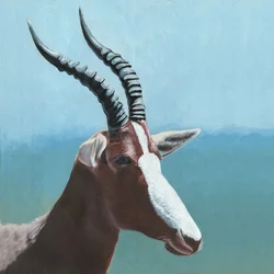 Afrikanisches Blesbok-Porträt