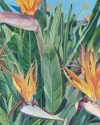 Paradiesvogelblüten