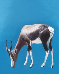 Weidende Bontebok-Antilope