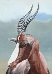 Friedlicher Blesbok-Blick