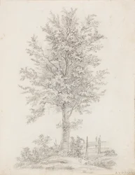 Breitblättriger Baum