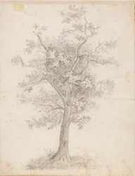 Breitblättriger Baum