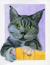 Neugierige graue Katze schaut