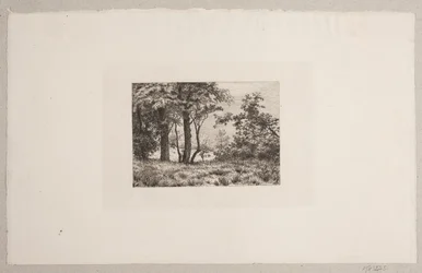 Eichen am Waldrand