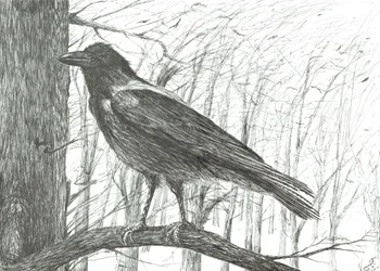 Vogel, 2011