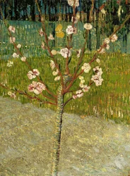 Mandelbaum in Blüte