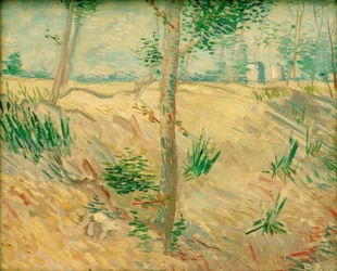 Baumstämme im Sonnenlicht