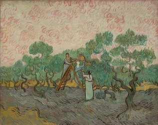 Frauen bei der Olivenernte. 1889