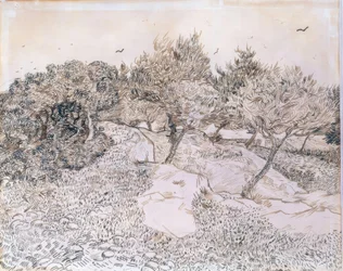 Olivenbäume in Montmajour